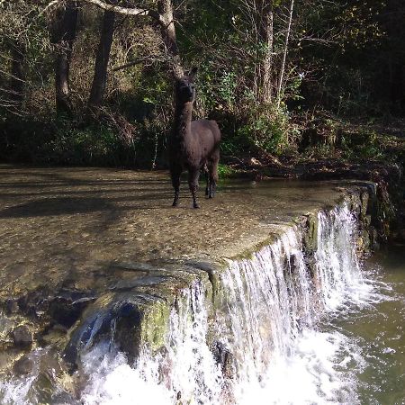 Chambre Cevennes: Piscine, Lamas, Riviere Cros  Eksteriør bilde