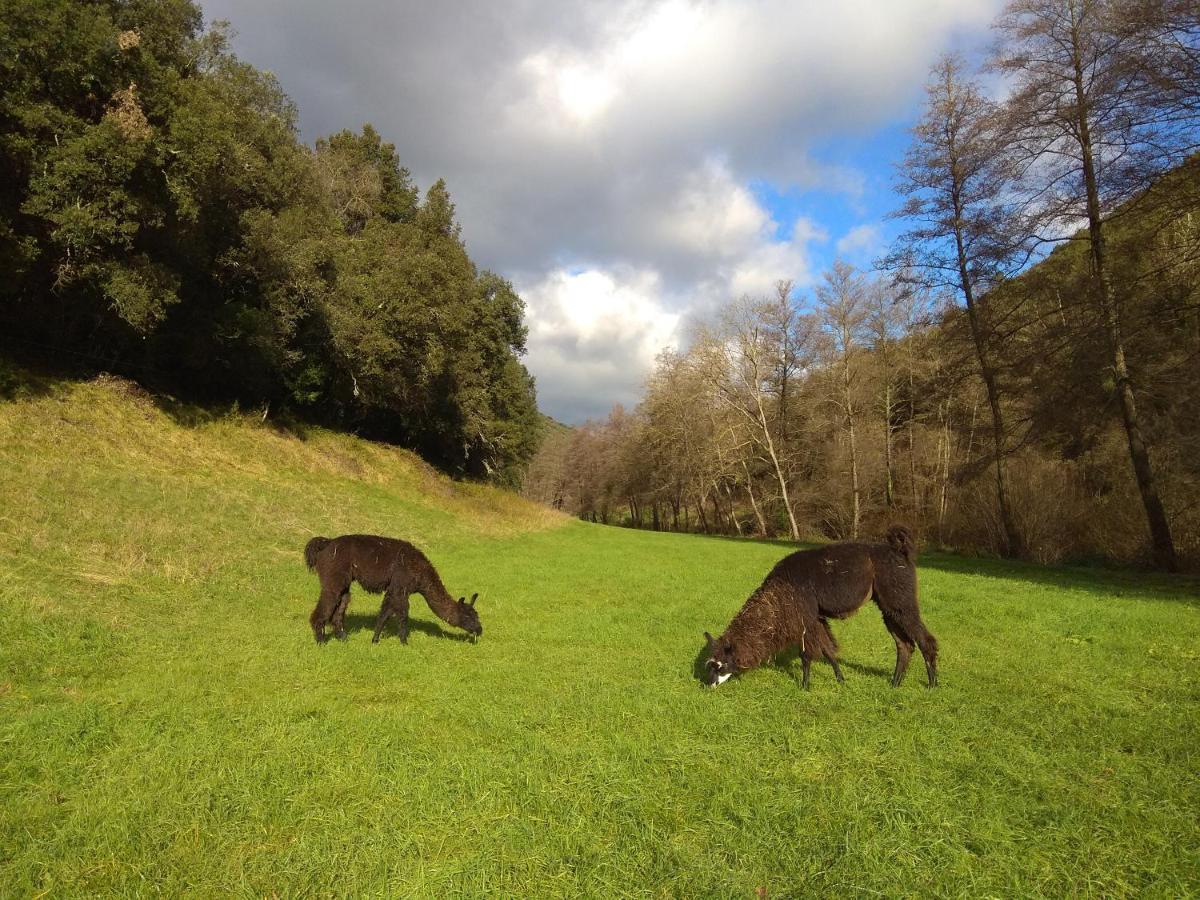 Chambre Cevennes: Piscine, Lamas, Riviere Cros  Eksteriør bilde