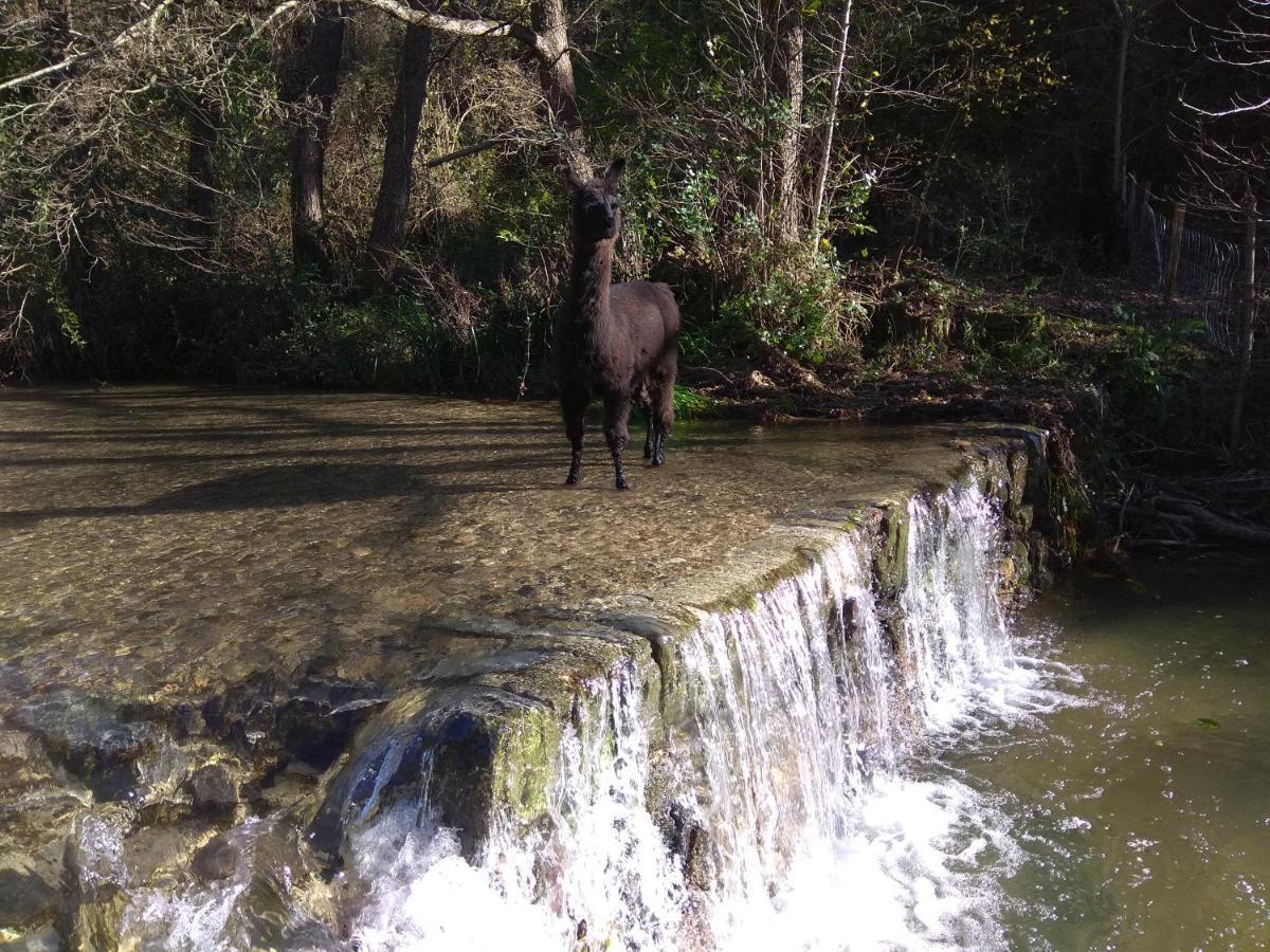 Chambre Cevennes: Piscine, Lamas, Riviere Cros  Eksteriør bilde