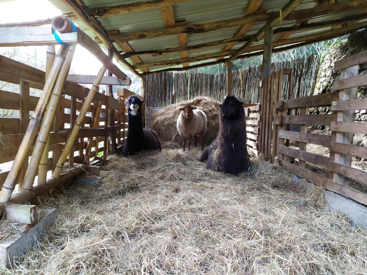 Chambre Cevennes: Piscine, Lamas, Riviere Cros  Eksteriør bilde