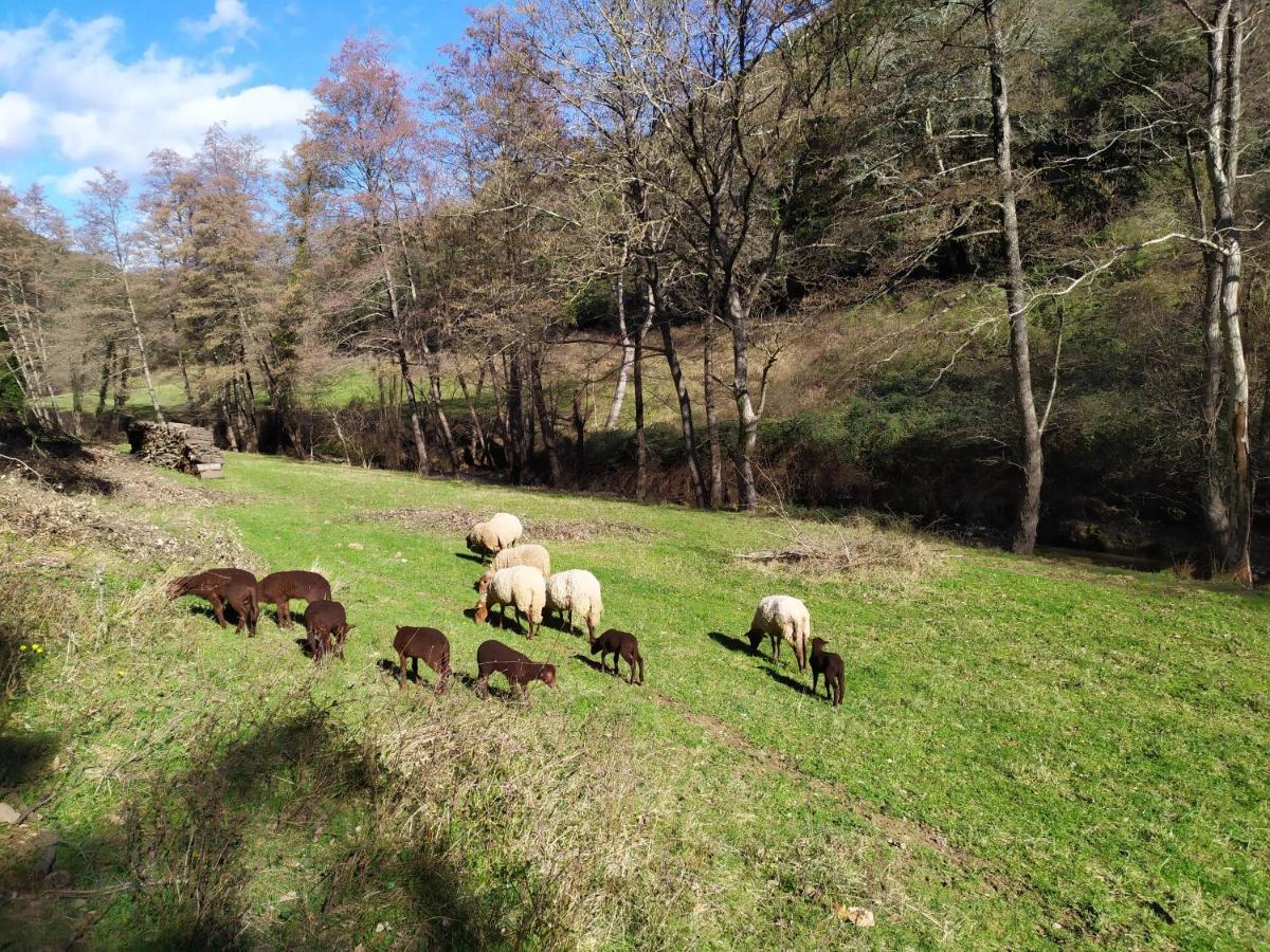 Chambre Cevennes: Piscine, Lamas, Riviere Cros  Eksteriør bilde